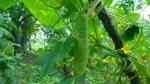 Cucumis sativus im Garten pflanzen (Einrichtungsbeispiele mit Salatgurken) Cucumis sativus im Garten pflanzen (Einrichtungsbeispiele mit Salatgurken)