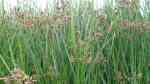 Cyperus longus am Gartenteich (Einrichtungsbeispiele mit Langstängeliges Zypergras) Cyperus longus am Gartenteich (Einrichtungsbeispiele mit Langstängeliges Zypergras)