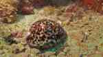 Cypraea tigris im Aquarium halten (Einrichtungsbeispiele für Tiger-Porzellanschnecke) Cypraea tigris im Aquarium halten (Einrichtungsbeispiele für Tiger-Porzellanschnecke)