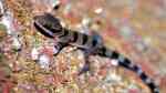 Cyrtodactylus pulchellus im Terrarium halten (Einrichtungsbeispiele mit Schöngeckos) Cyrtodactylus pulchellus im Terrarium halten (Einrichtungsbeispiele mit Schöngeckos)