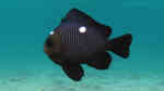 Dascyllus trimaculatus im Aquarium halten (Einrichtungsbeispiele für Dreifleck-Preußenfisch) Dascyllus trimaculatus im Aquarium halten (Einrichtungsbeispiele für Dreifleck-Preußenfisch)