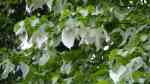 Davidia involucrata im Garten pflanzen (Einrichtungsbeispiele mit Taschentuchbaum) Davidia involucrata im Garten pflanzen (Einrichtungsbeispiele mit Taschentuchbaum)