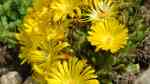 Delosperma congestum am Gartenteich pflanzen (Einrichtungsbeispiele mit Gedrängte Mittagsblume) Delosperma congestum am Gartenteich pflanzen (Einrichtungsbeispiele mit Gedrängte Mittagsblume)