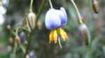 Dianella tasmanica im Garten pflanzen (Einrichtungsbeispiele mit Blaue Flachslilie) Dianella tasmanica im Garten pflanzen (Einrichtungsbeispiele mit Blaue Flachslilie)