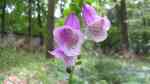 Digitalis purpurea im Garten pflanzen (Einrichtungsbeispiele mit Roter Fingerhut) Digitalis purpurea im Garten pflanzen (Einrichtungsbeispiele mit Roter Fingerhut)
