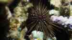 Echinometra mathaei im Aquarium halten (Einrichtungsbeispiele für Riffdach-Bohrseeigel) Echinometra mathaei im Aquarium halten (Einrichtungsbeispiele für Riffdach-Bohrseeigel)