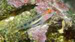 Elacatinus puncticulatus im Aquarium halten (Einrichtungsbeispiele für Rotkopfgrundel) Elacatinus puncticulatus im Aquarium halten (Einrichtungsbeispiele für Rotkopfgrundel)