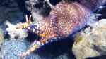 Enchelycore pardalis im Aquarium halten (Einrichtungsbeispiele für Drachenmuräne) Enchelycore pardalis im Aquarium halten (Einrichtungsbeispiele für Drachenmuräne)