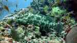Epinephelus polyphekadion im Aquarium halten (Einrichtungsbeispiele für Getarnter-Zackenbarsch) Epinephelus polyphekadion im Aquarium halten (Einrichtungsbeispiele für Getarnter-Zackenbarsch)