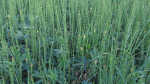 Equisetum fluviatile im Gartenteich (Einrichtungsbeispiele mit Teich-Schachtelhalm) Equisetum fluviatile im Gartenteich (Einrichtungsbeispiele mit Teich-Schachtelhalm)