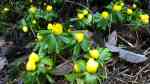 Eranthis hyemalis im Garten pflanzen (Einrichtungsbeispiele mit Winterling) Eranthis hyemalis im Garten pflanzen (Einrichtungsbeispiele mit Winterling)