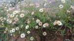 Erigeron karvinskianus im Garten pflanzen (Einrichtungsbeispiele mit Spanisches Gänseblümchen) Erigeron karvinskianus im Garten pflanzen (Einrichtungsbeispiele mit Spanisches Gänseblümchen)