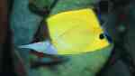 Forcipiger flavissimus im Aquarium halten (Einrichtungsbeispiele für Gelber Masken-Pinzettfisch) Forcipiger flavissimus im Aquarium halten (Einrichtungsbeispiele für Gelber Masken-Pinzettfisch)