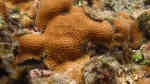 Gardineroseris planulata im Aquarium halten (Einrichtungsbeispiele für Großpolypige Steinkoralle) Gardineroseris planulata im Aquarium halten (Einrichtungsbeispiele für Großpolypige Steinkoralle)