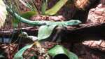 Gastropholis prasina im Aquarium (Einrichtungsbeispiele mit Grüne Baumeidechse) Gastropholis prasina im Aquarium (Einrichtungsbeispiele mit Grüne Baumeidechse)