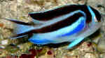 Genicanthus bellus im Aquarium halten (Einrichtungsbeispiele für Pracht-Lyrakaiserfisch) Genicanthus bellus im Aquarium halten (Einrichtungsbeispiele für Pracht-Lyrakaiserfisch)