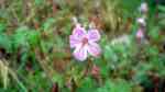 Geranium robertianum im Garten pflanzen (Einrichtungsbeispiele mit Ruprechtskraut) Geranium robertianum im Garten pflanzen (Einrichtungsbeispiele mit Ruprechtskraut)