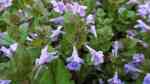 Glechoma hederacea im Garten pflanzen (Einrichtungsbeispiele mit Gundermann) Glechoma hederacea im Garten pflanzen (Einrichtungsbeispiele mit Gundermann)