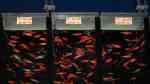 Glofish im Aquarium halten (Einrichtungsbeispiele für Leuchtfische) Glofish im Aquarium halten (Einrichtungsbeispiele für Leuchtfische)