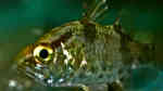 Glossamia aprion im Aquarium halten (Einrichtungsbeispiele für Süßwasser-Kardinalbarsche) Glossamia aprion im Aquarium halten (Einrichtungsbeispiele für Süßwasser-Kardinalbarsche)
