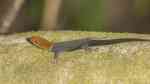 Gonatodes albogularis im Terrarium halten (Eirichtungsbeispiele für Blauer Rotkopfgecko) Gonatodes albogularis im Terrarium halten (Eirichtungsbeispiele für Blauer Rotkopfgecko)