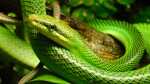 Gonyosoma oxycephalum im Terrarium halten (Einrichtungsbeispiele für Spitzkopfnatter) Gonyosoma oxycephalum im Terrarium halten (Einrichtungsbeispiele für Spitzkopfnatter)