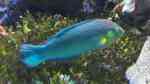 Halichoeres melanurus im Aquarium halten (Einrichtungsbeispiele für Regenbogenlippfisch) Halichoeres melanurus im Aquarium halten (Einrichtungsbeispiele für Regenbogenlippfisch)