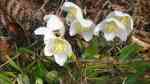 Helleborus niger im Garten pflanzen (Einrichtungsbeispiele mit Christrose) Helleborus niger im Garten pflanzen (Einrichtungsbeispiele mit Christrose)