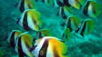 Heniochus monoceros im Aquarium halten (Einrichtungsbeispiele für Masken-Wimpelfisch) Heniochus monoceros im Aquarium halten (Einrichtungsbeispiele für Masken-Wimpelfisch)