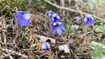 Hepatica nobilis im Garten pflanzen (Einrichtungsbeispiele mit Leberblümchen) Hepatica nobilis im Garten pflanzen (Einrichtungsbeispiele mit Leberblümchen)