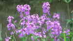 Hesperis matronalis im Garten pflanzen (Einrichtungsbeispiele mit Nachtviole) Hesperis matronalis im Garten pflanzen (Einrichtungsbeispiele mit Nachtviole)