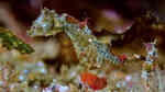 Hippocampus japapigu im Aquarium halten (Einrichtungsbeispiele für Japanisches Zwergseepferdchen)