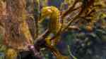 Hippocampus-Arten im Aquarium halten (Einrichtungsbeispiele für Seepferdchen) Hippocampus-Arten im Aquarium halten (Einrichtungsbeispiele für Seepferdchen)