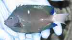 Holacanthus limbaughi im Aquarium halten (Einrichtungsbeispiele für Clipperton-Engelfisch) Holacanthus limbaughi im Aquarium halten (Einrichtungsbeispiele für Clipperton-Engelfisch)