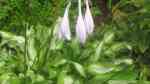 Hosta sieboldii am Gartenteich pflanzen (Einrichtungsbeispiele mit Schmalblättrige Funkie) Hosta sieboldii am Gartenteich pflanzen (Einrichtungsbeispiele mit Schmalblättrige Funkie)