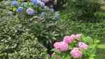 Hydrangea macrophylla im Garten pflanzen (Einrichtungsbeispiele mit Gartenhortensie) Hydrangea macrophylla im Garten pflanzen (Einrichtungsbeispiele mit Gartenhortensie)
