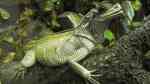 Hydrosaurus weberi im Terrarium halten (Einrichtungsbeispiele mit Weber-Wasserdrachen) Hydrosaurus weberi im Terrarium halten (Einrichtungsbeispiele mit Weber-Wasserdrachen)