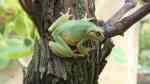 Hyla arborea im Garten (Einrichtungsbeispiele mit Europäischer Laubfrosch) Hyla arborea im Garten (Einrichtungsbeispiele mit Europäischer Laubfrosch)