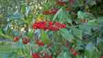 Ilex aquifolium im Garten pflanzen (Einrichtungsbeispiele mit Stechpalme) Ilex aquifolium im Garten pflanzen (Einrichtungsbeispiele mit Stechpalme)