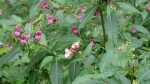 Impatiens glandulifera im Garten pflanzen (Einrichtungsbeispiele mit Drüsiges Springkraut) Impatiens glandulifera im Garten pflanzen (Einrichtungsbeispiele mit Drüsiges Springkraut)