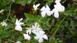 Jasminum officinale im Garten pflanzen (Einrichtungsbeispiele mit Echter Jasmin) Jasminum officinale im Garten pflanzen (Einrichtungsbeispiele mit Echter Jasmin)