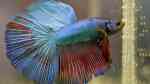 Kampffische im Aquarium halten (Einrichtungsbeispiele mit Betta-Arten) Kampffische im Aquarium halten (Einrichtungsbeispiele mit Betta-Arten)