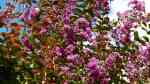 Lagerstroemia indica im Garten pflanzen (Einrichtungsbeispiele mit Chinesische Lagerströmie) Lagerstroemia indica im Garten pflanzen (Einrichtungsbeispiele mit Chinesische Lagerströmie)