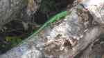 Lamprolepis smaragdina im Terrarium halten (Einrichtungsbeispiele mit Smaragdskinks) Lamprolepis smaragdina im Terrarium halten (Einrichtungsbeispiele mit Smaragdskinks)