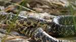 Lampropeltis getula floridana im Terrarium halten (Einrichtungsbeispiele für Florida-Königsnatter) Lampropeltis getula floridana im Terrarium halten (Einrichtungsbeispiele für Florida-Königsnatter)