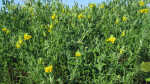 Lathyrus pratensis im Garten pflanzen (Einrichtungsbeispiele mit Wiesen-Platterbse) Lathyrus pratensis im Garten pflanzen (Einrichtungsbeispiele mit Wiesen-Platterbse)