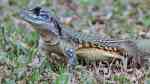 Leiolepis belliana im Terrarium halten (Einrichtungsbeispiele für Schmetterlingsagame) Leiolepis belliana im Terrarium halten (Einrichtungsbeispiele für Schmetterlingsagame)
