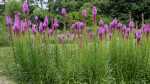 Liatris spicata im Garten pflanzen (Einrichtungsbeispiele mit Ährige Prachtscharte) Liatris spicata im Garten pflanzen (Einrichtungsbeispiele mit Ährige Prachtscharte)