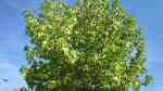 Liquidambar styraciflua im Garten pflanzen (Einrichtungsbeispiele mit Amerikanischer Amberbaum) Liquidambar styraciflua im Garten pflanzen (Einrichtungsbeispiele mit Amerikanischer Amberbaum)