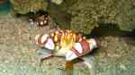Lissocarcinus laevis im Aquarium halten (Einrichtungsbeispiele für Zylinderrosen-Schwimmkrabbe) Lissocarcinus laevis im Aquarium halten (Einrichtungsbeispiele für Zylinderrosen-Schwimmkrabbe)